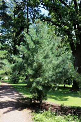 Pinus koraiensis 'Glauca' - borovice korejská - celek